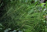 Equisetum telmateia. Вегетирующие растения. Португалия, Азорские о-ва, о-в Сан-Мигел, окр. пос. Нордешти, опушка смешанного леса. 12.08.2025.