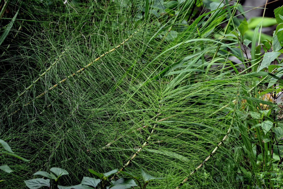 Изображение особи Equisetum telmateia.