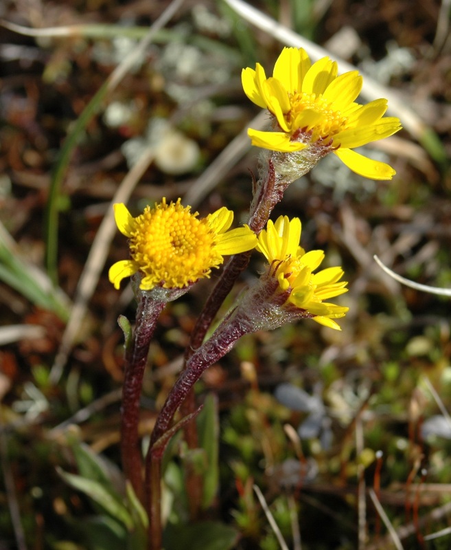 Image of Tephroseris atropurpurea specimen.