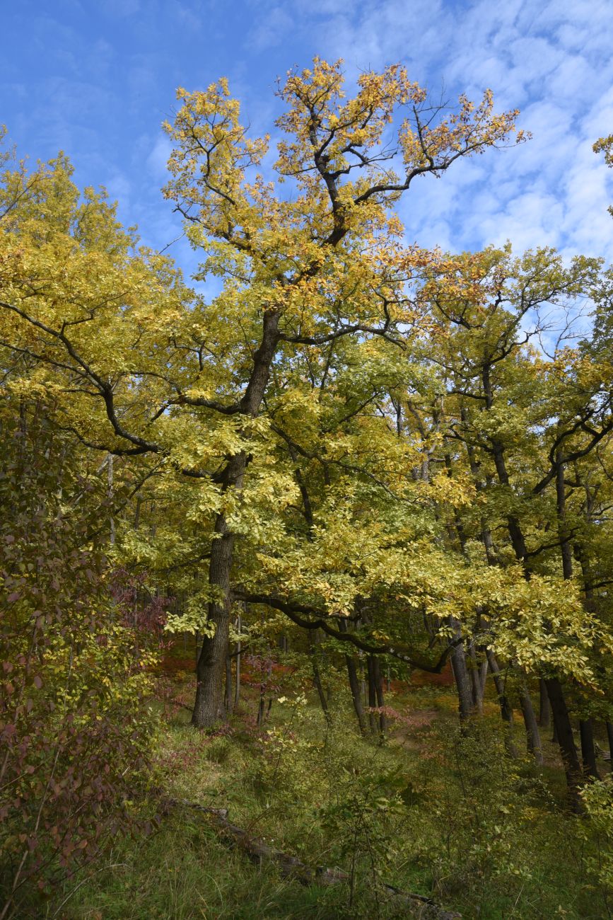 Изображение особи Quercus petraea.