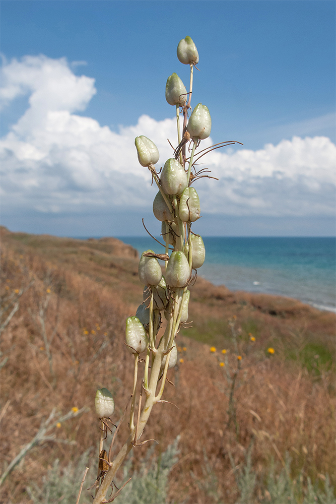 Изображение особи Ornithogalum ponticum.