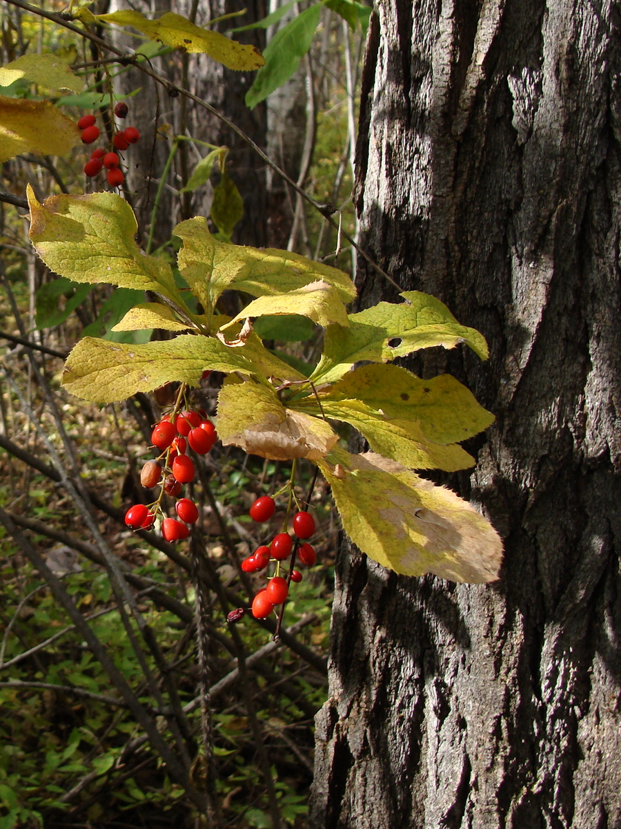 Изображение особи Berberis amurensis.