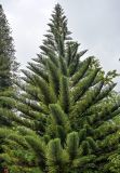 Araucaria heterophylla. Верхняя часть кроны взрослого дерева. Португалия, Азорские о-ва, о-в Сан-Мигел, кальдера вулкана Фурнаш, парк \"Терра-Ноштра\", в культуре. 13.08.2025.