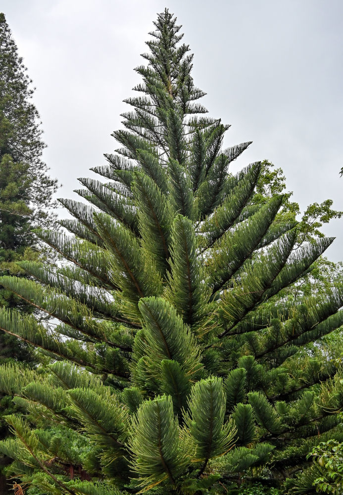 Изображение особи Araucaria heterophylla.