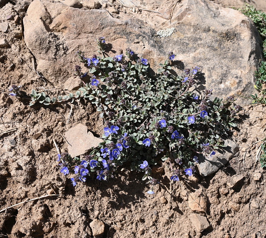 Image of Veronica minuta specimen.