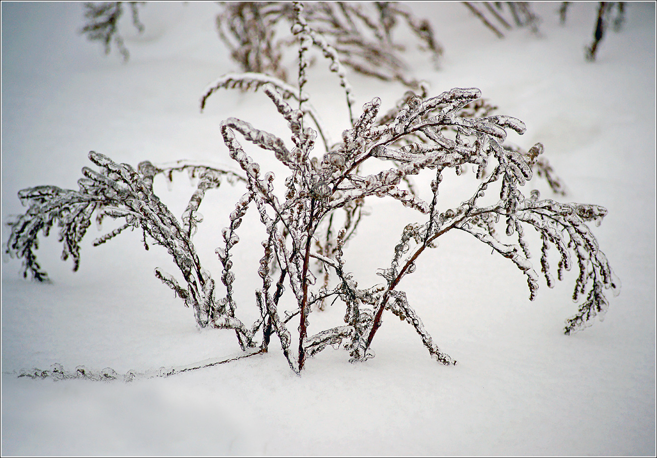 Image of Unknown species specimen.