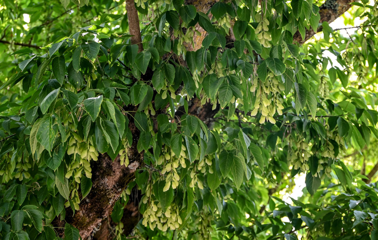 Image of Acer negundo specimen.