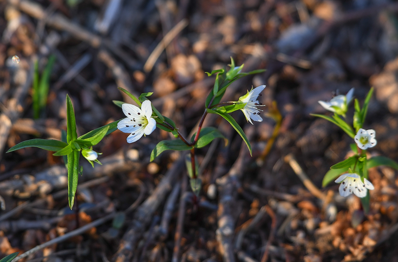 Изображение особи Pseudostellaria rigida.
