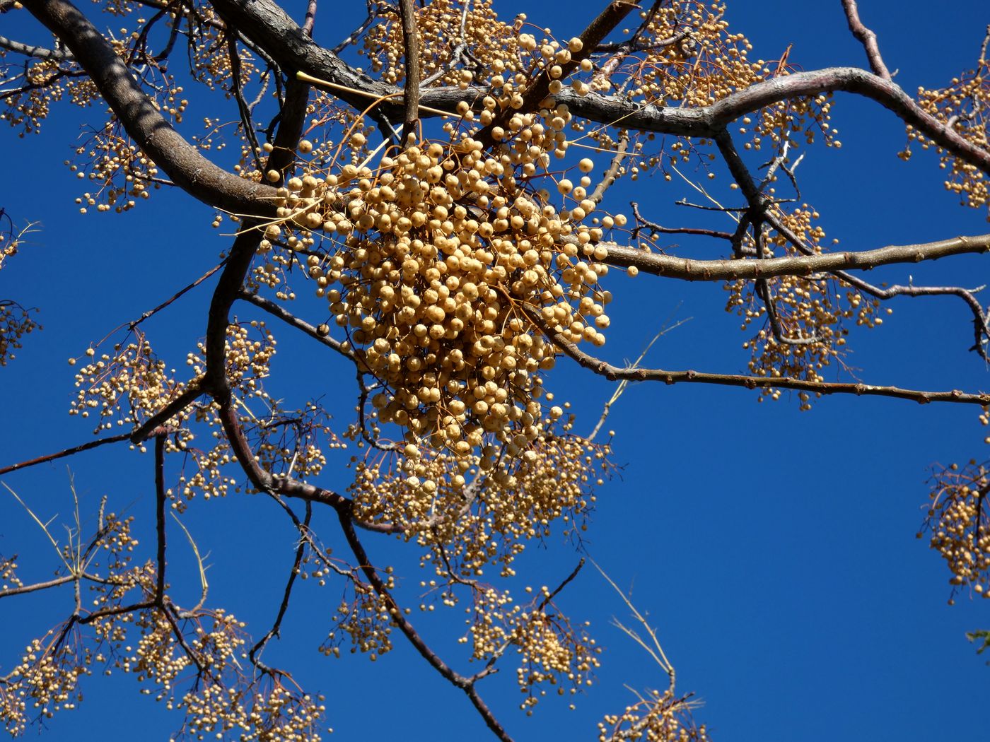 Изображение особи Melia azedarach.