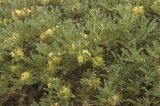 Astragalus aureus. Цветущие растения. Приэльбрусье, долина реки Ирик. 14 июля 2010 г.