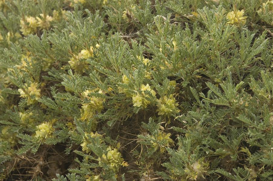 Изображение особи Astragalus aureus.