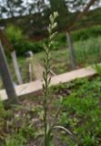 genus Lolium. Соцветие. Тульская обл., Заокский р-н, Бутиково, дачный участок, искусственно засеянный газон. 28.06.2025.