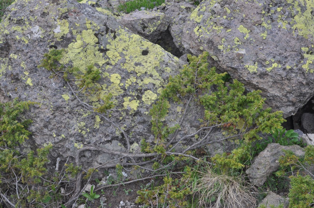 Изображение особи род Juniperus.
