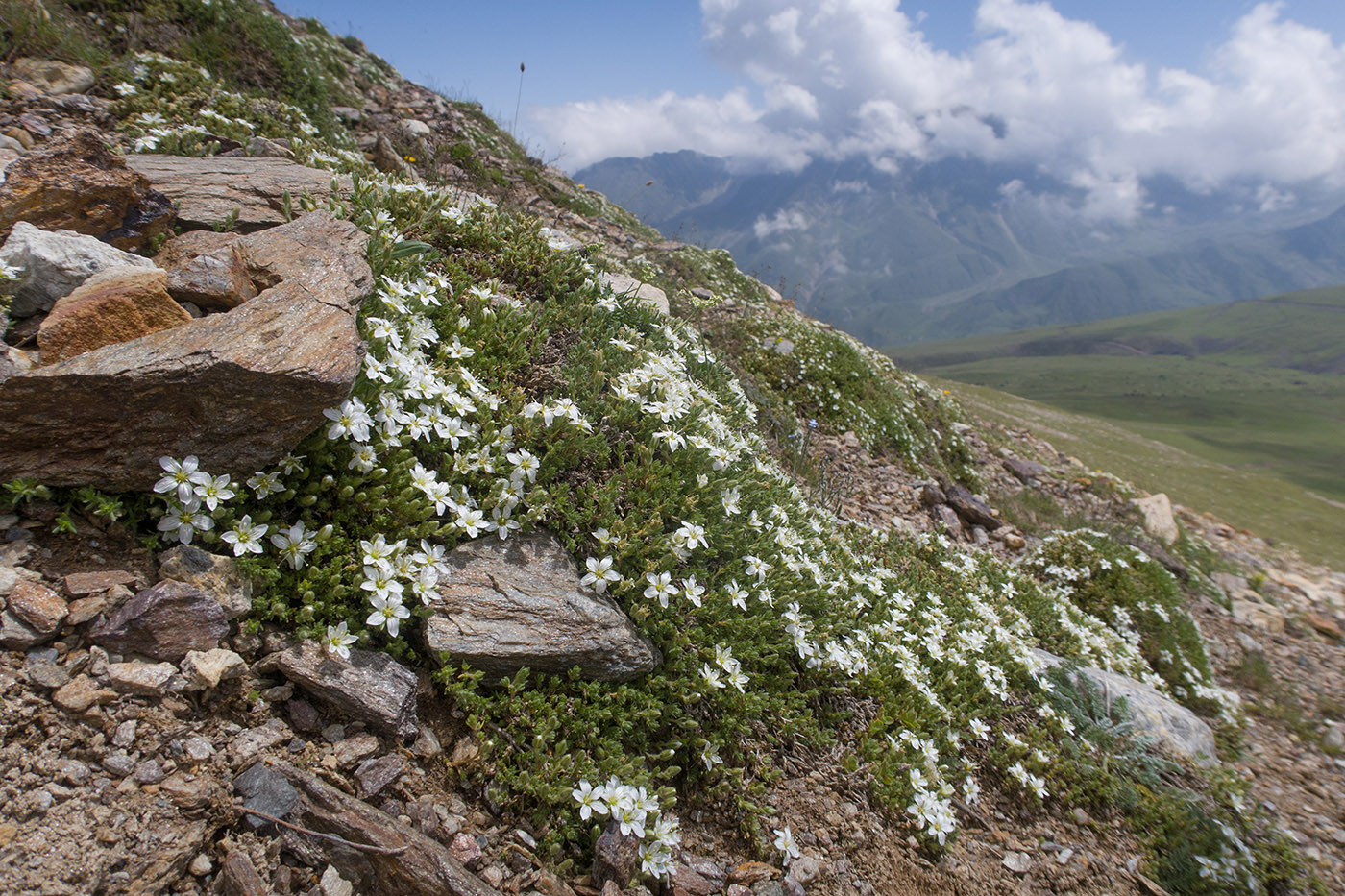 Изображение особи Minuartia inamoena.