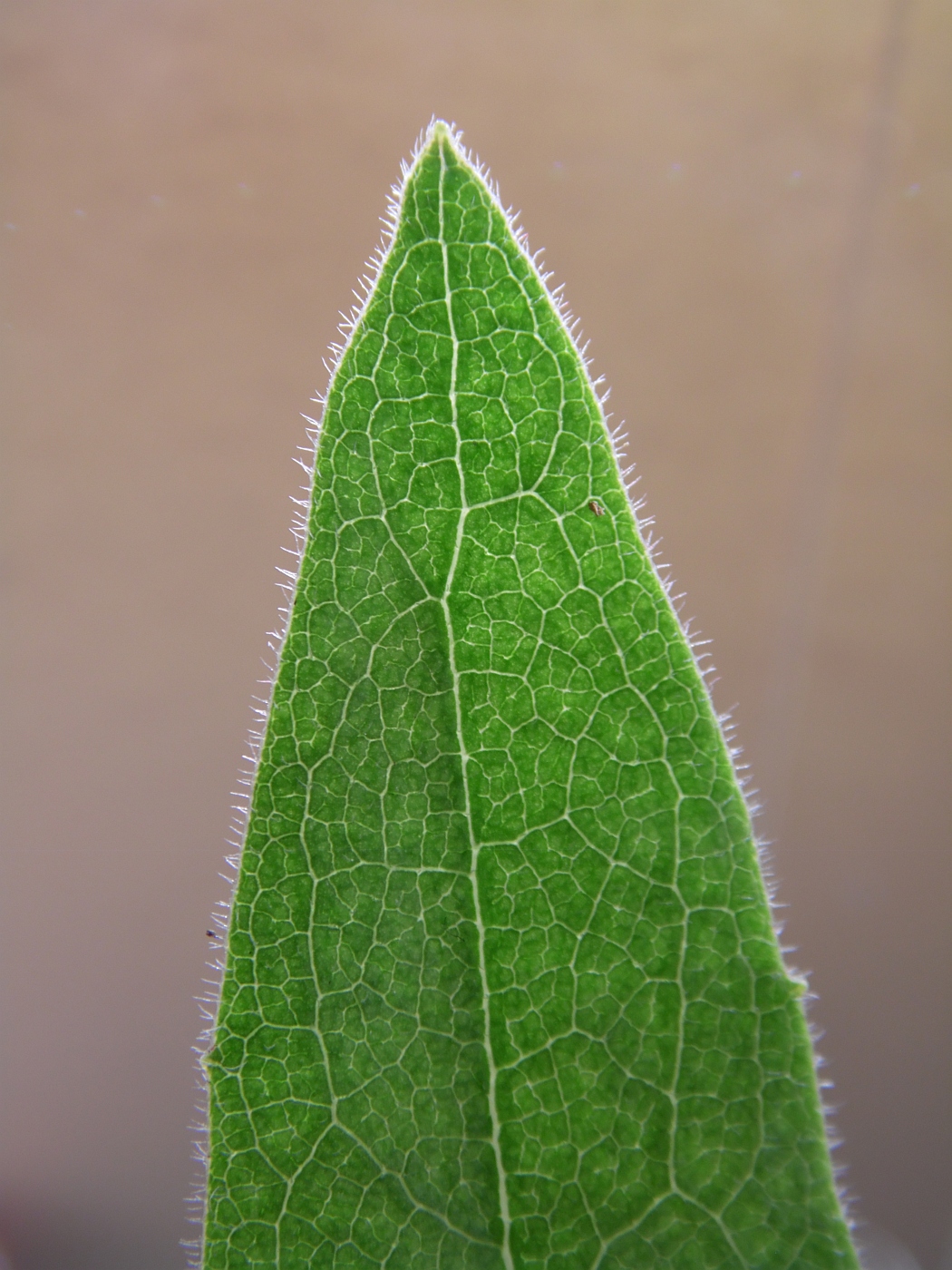 Image of Silphium terebinthinaceum specimen.