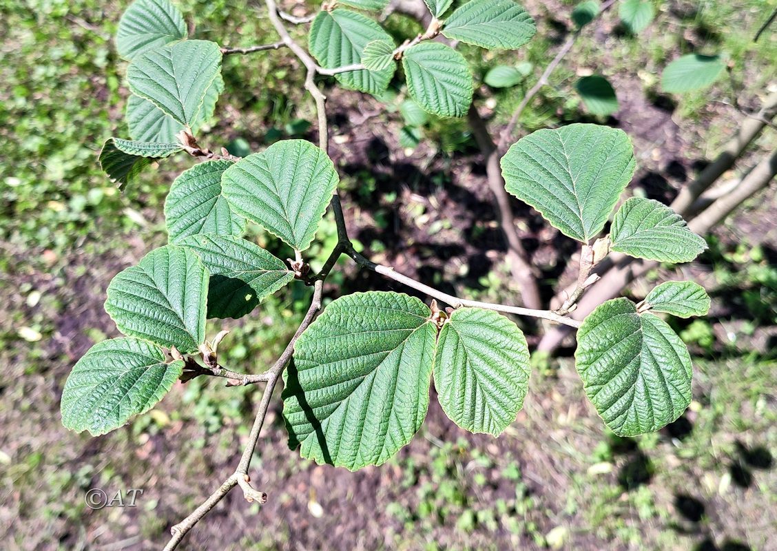 Изображение особи Hamamelis vernalis.