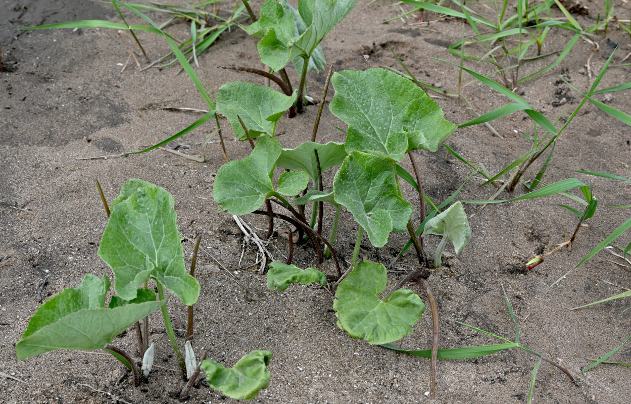 Изображение особи Petasites spurius.