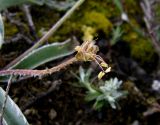 Plantago monosperma ssp. discolor