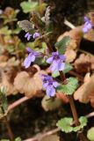 Glechoma hederacea. Верхушка цветущего побега. Ленинградская обл., Ломоносовский р-н, дер. Дубки, дачный участок, на ступени крыльца. 09.05.2026.