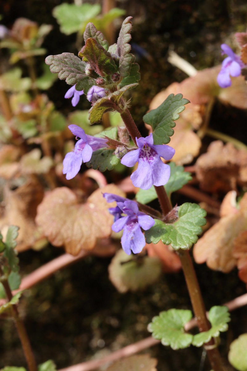 Image of Glechoma hederacea specimen.