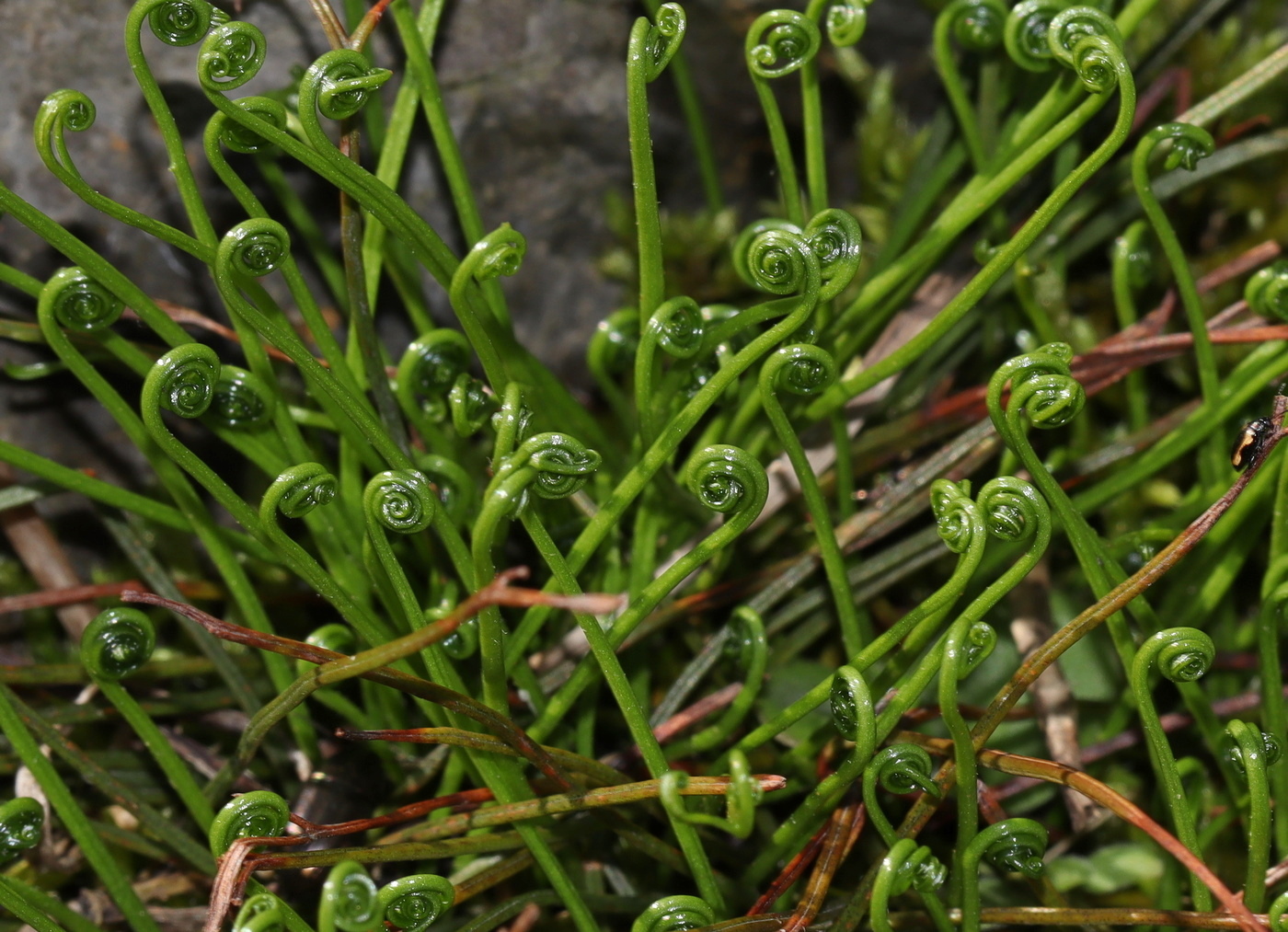 Изображение особи Asplenium septentrionale.