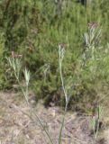 Dianthus armeria