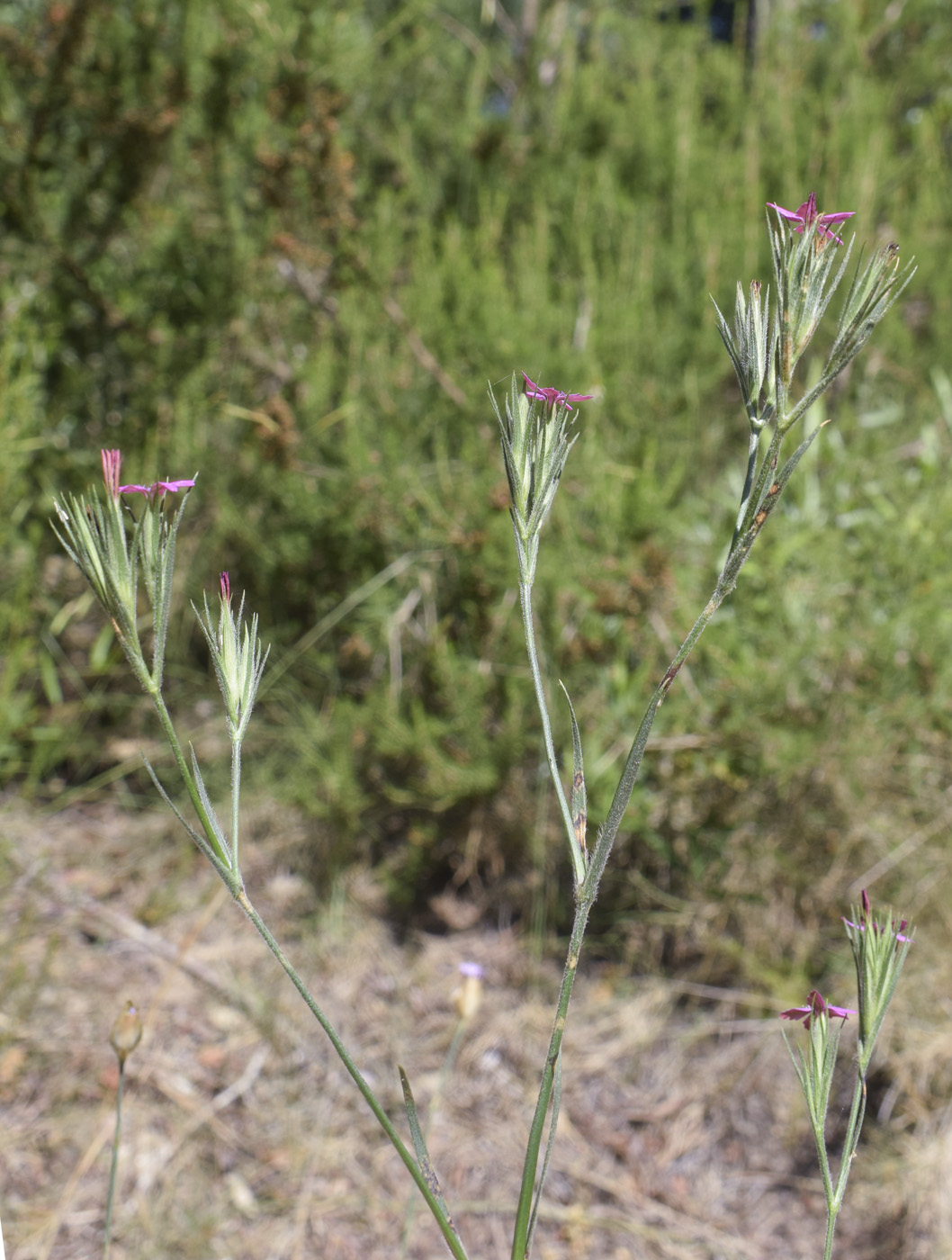 Image of Dianthus armeria specimen.