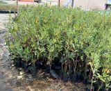 Avicennia marina
