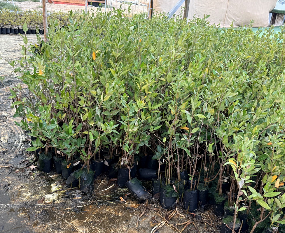 Image of Avicennia marina specimen.