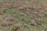 Centaurium pulchellum. Цветущие растения. Крым, Севастополь, Инкерман, пустырь. 07.07.2026.