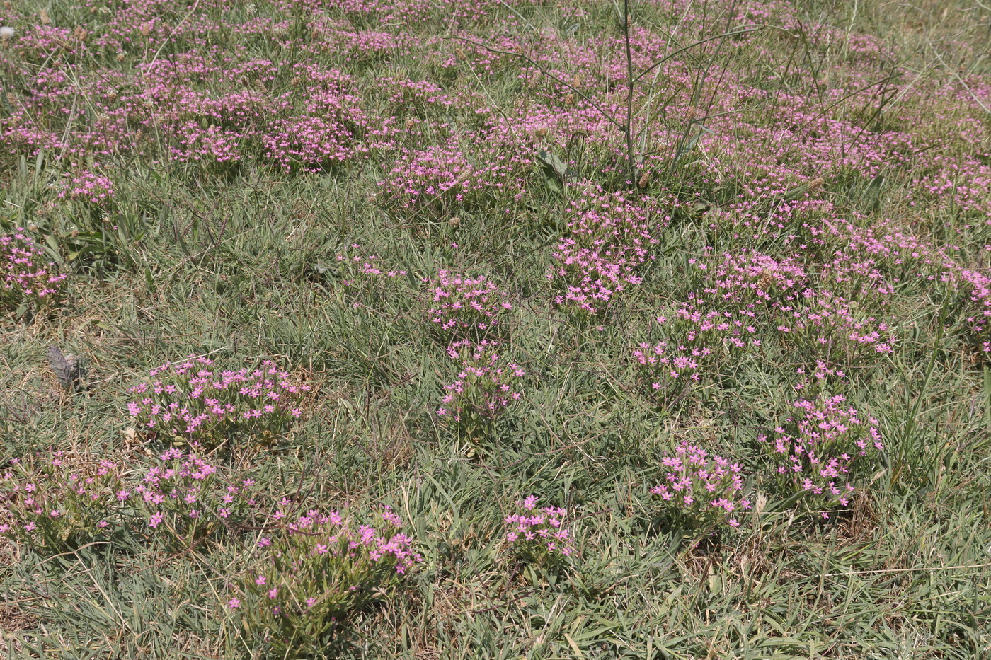 Image of Centaurium pulchellum specimen.