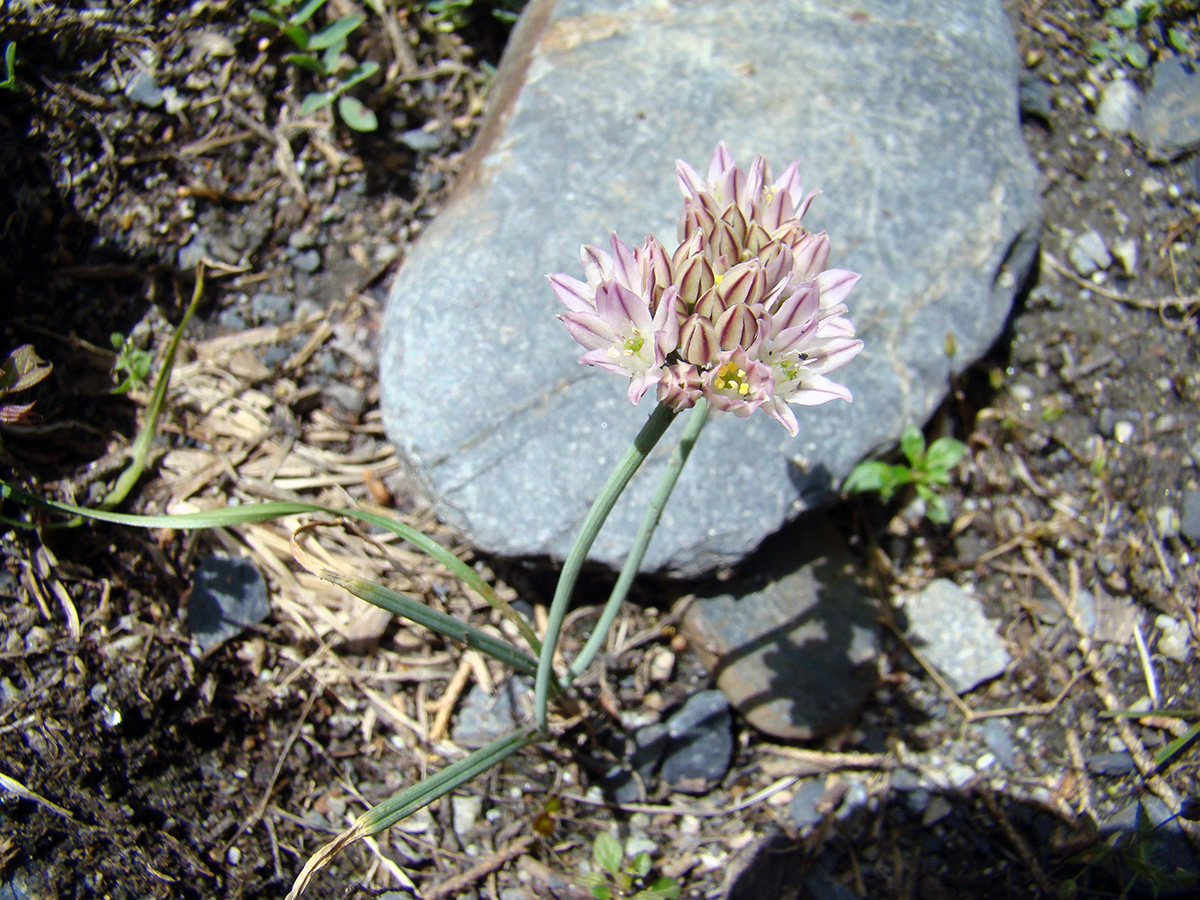 Image of Allium oreophiloides specimen.