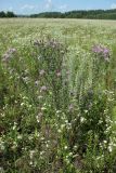 Centaurea stoebe