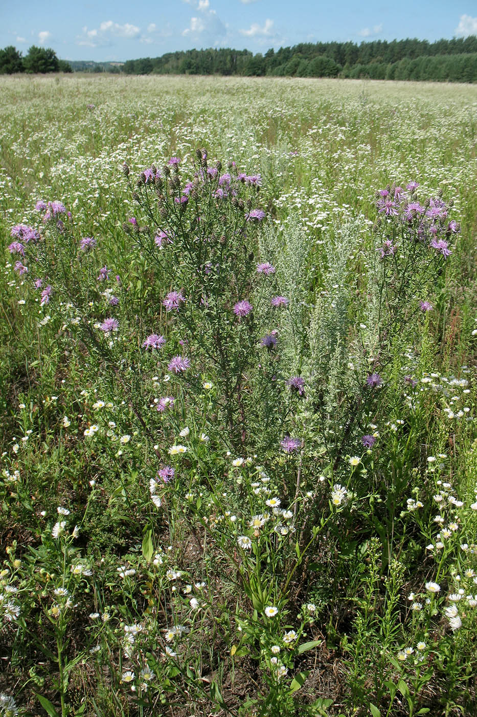 Image of Centaurea stoebe specimen.