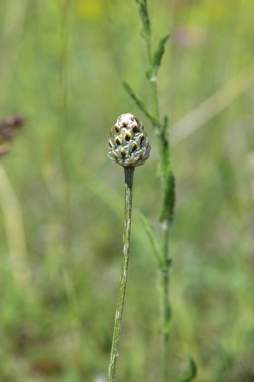 Image of genus Centaurea specimen.
