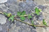 genus Trifolium