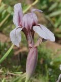 род Iris