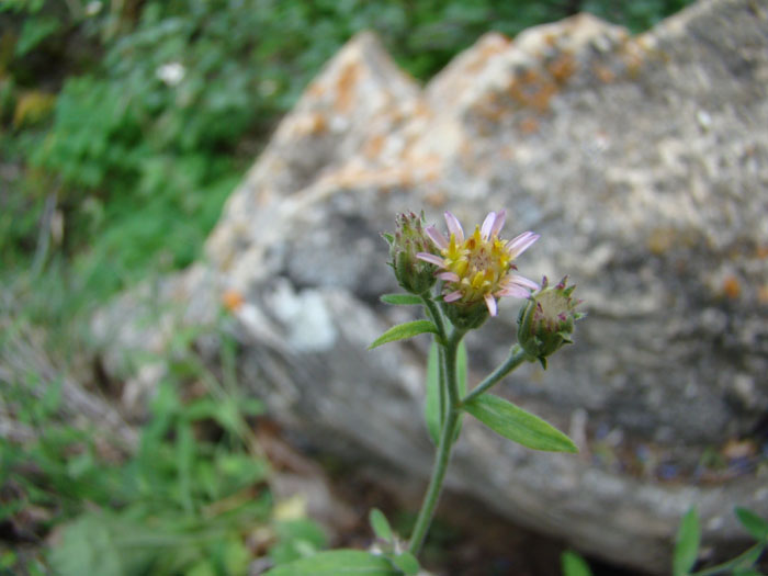 Image of Rhinactinidia popovii specimen.