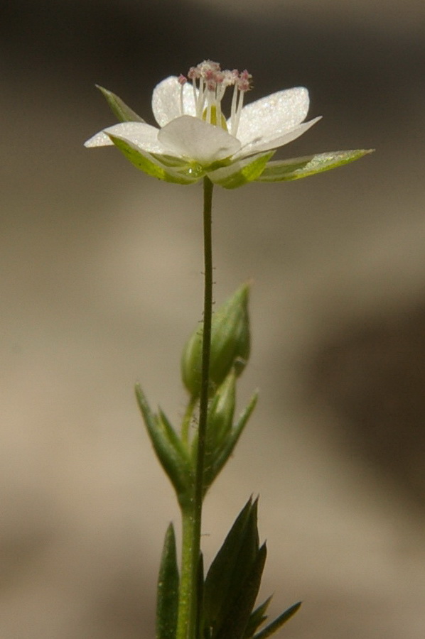 Изображение особи Minuartia hybrida.