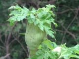 Heracleum mantegazzianum