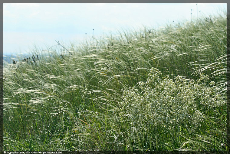 Image of Crambe tataria specimen.