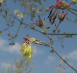 Thalictrum minus