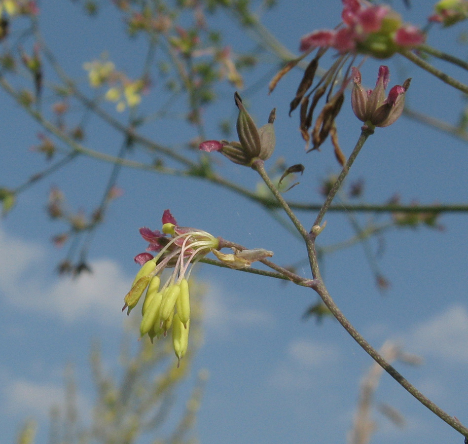 Image of Thalictrum minus specimen.