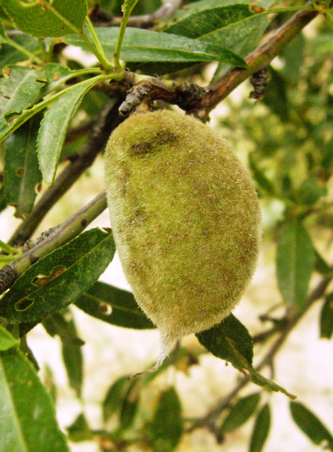 Image of Amygdalus communis specimen.