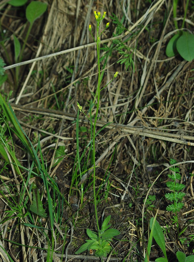 Image of Draba stenocarpa specimen.