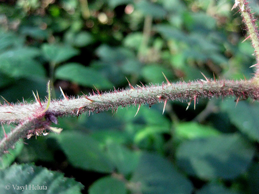 Image of Rubus hirtus specimen.