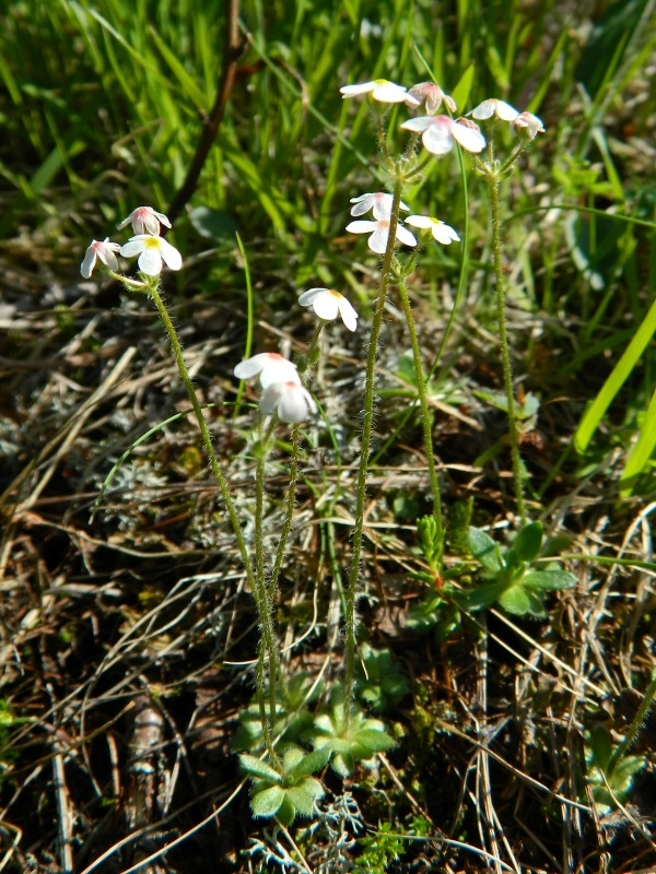 Изображение особи Androsace arctisibirica.