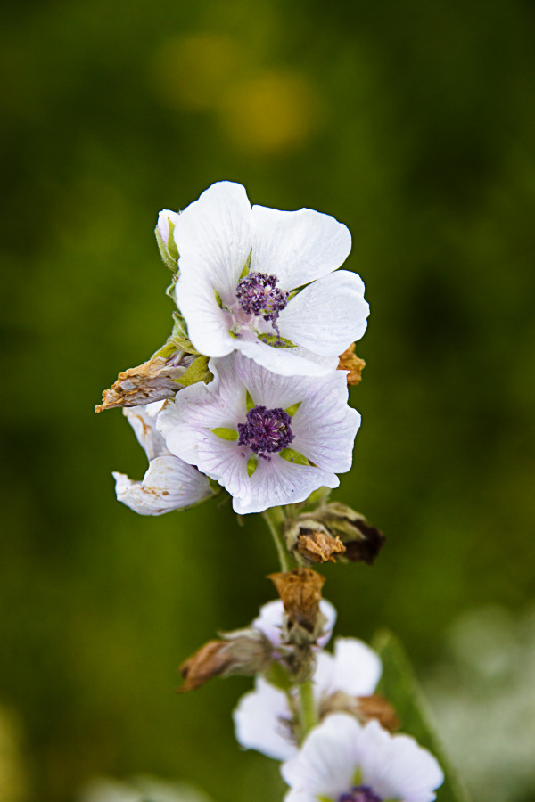 Image of Althaea officinalis specimen.