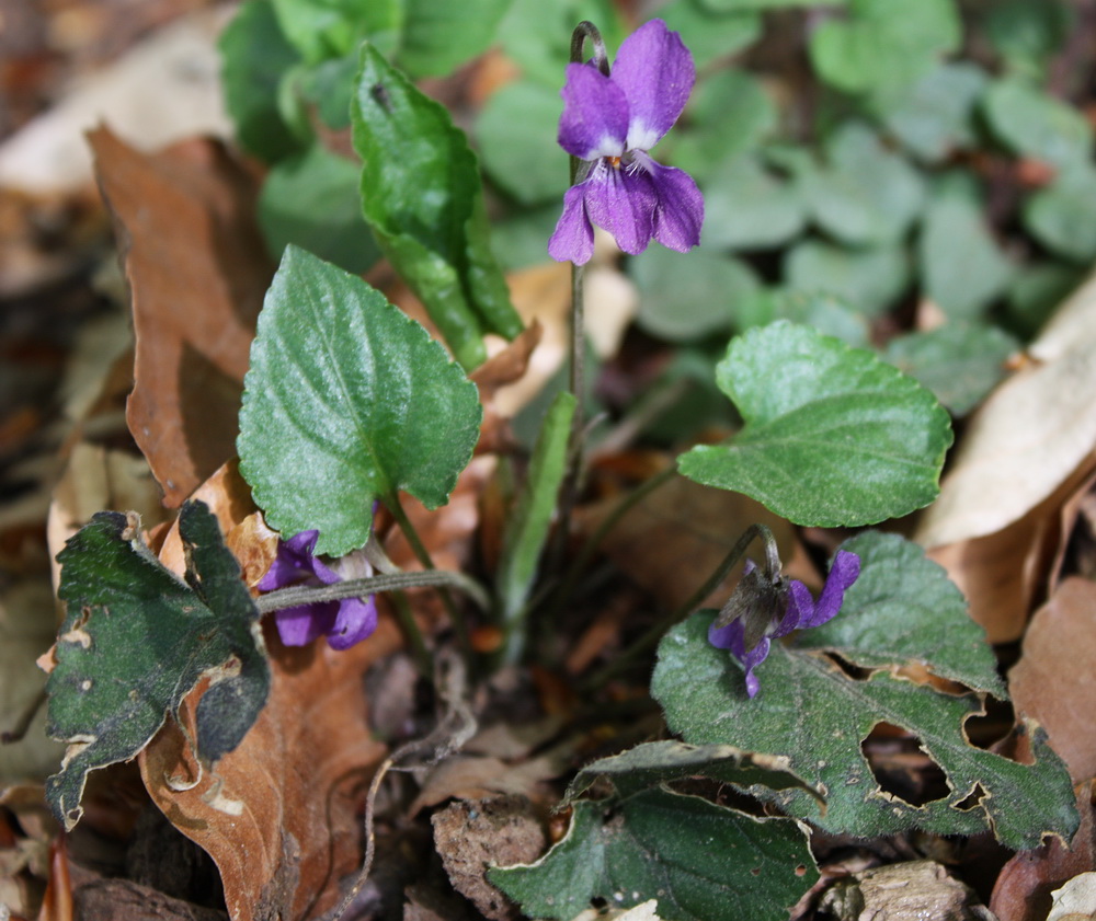 Изображение особи Viola dehnhardtii.