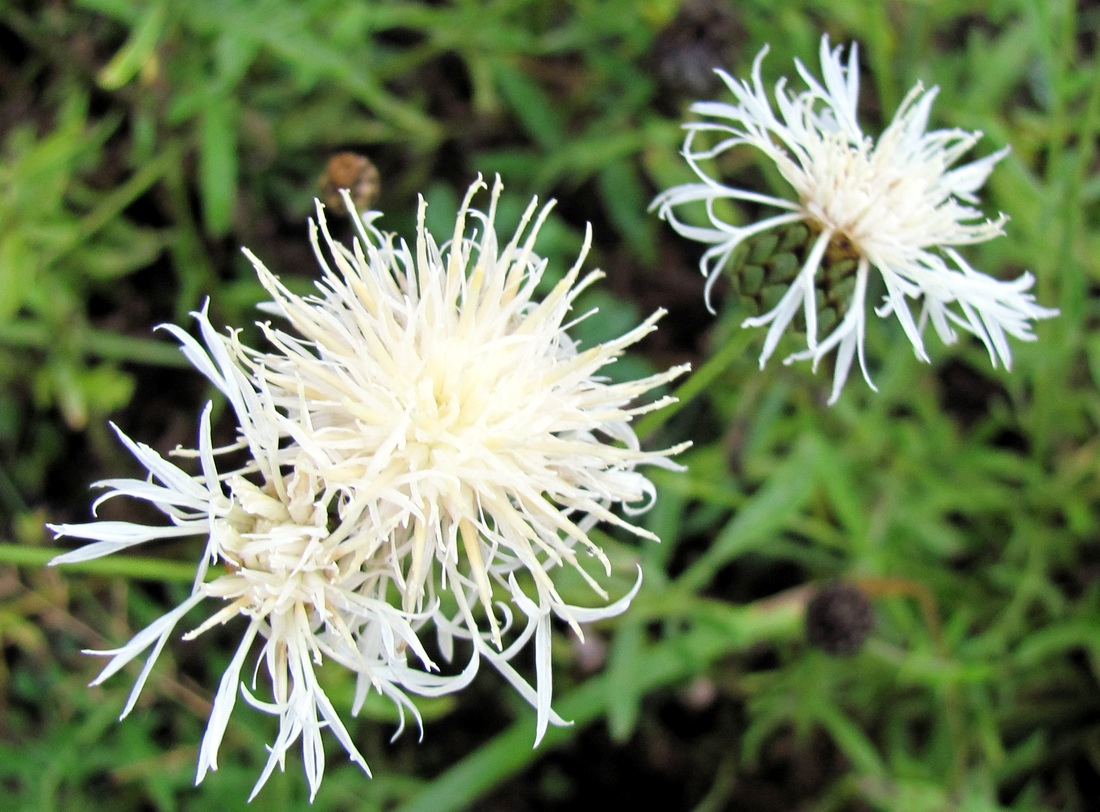 Image of Centaurea scabiosa specimen.